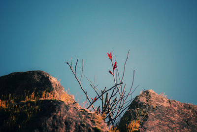 Low angle view of plants against sky