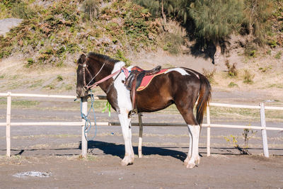 Horse on dirt road