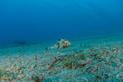 View of coral swimming in sea