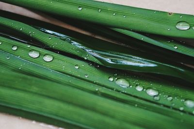 Close-up of raindrops on leaf