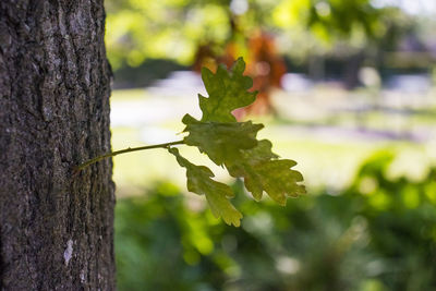 Close-up of tree trunk