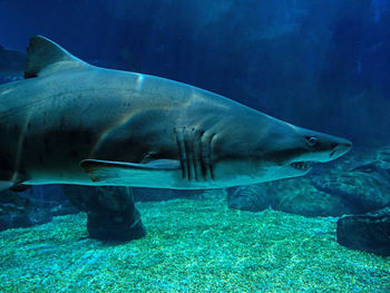 Shark swimming in sea