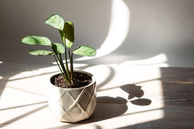 Close-up of potted plant on table