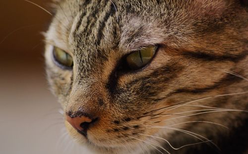 Close-up portrait of cat