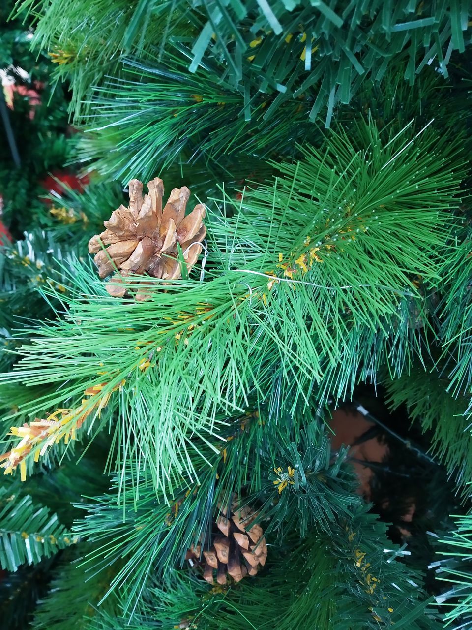 HIGH ANGLE VIEW OF PINE TREE ON PLANT DURING WINTER