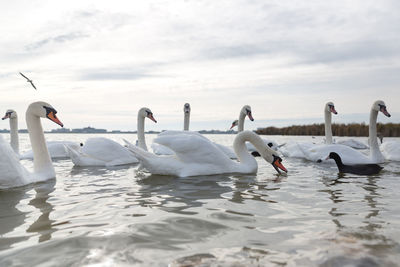 White swans swimming on a lake near the shore