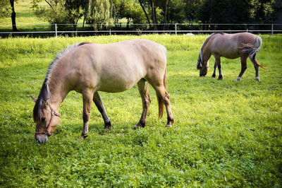 Horses grazing in grass