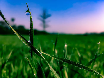 Close-up of wet grass on field against sky