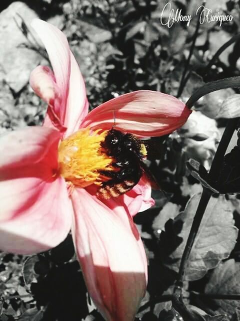 flower, petal, freshness, fragility, flower head, pink color, close-up, beauty in nature, focus on foreground, nature, blooming, growth, insect, pollen, stamen, one animal, animal themes, animals in the wild, outdoors, wildlife