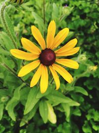 Close-up of yellow flower blooming outdoors