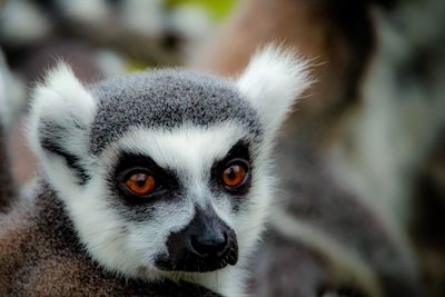 Close-up portrait of a lemur