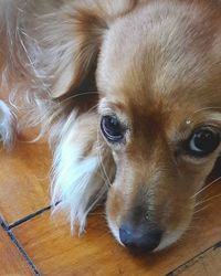 Close-up portrait of puppy