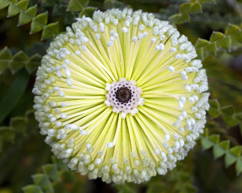Close-up of flower blooming