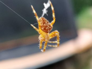 Close-up of spider