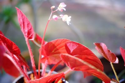 Close-up of red flowering plant