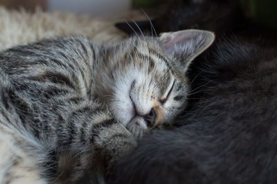 Close-up of cat sleeping