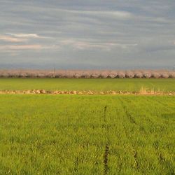 Scenic view of grassy field against sky