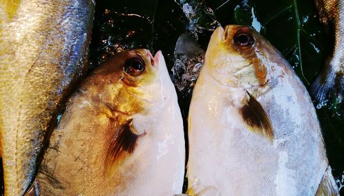 Close-up of food