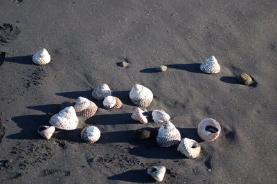 High angle view of shells on beach