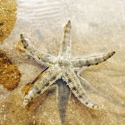 Close-up of starfish on sea shore