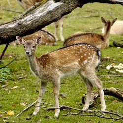 Portrait of deer standing on field