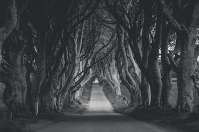 Dirt road amidst trees