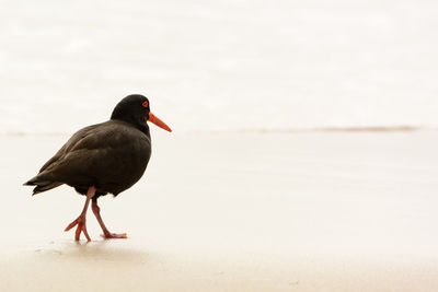 Close-up of bird perching on beach