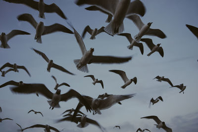 Low angle view of birds flying against blue sky