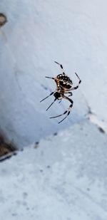 Close-up of spider in snow