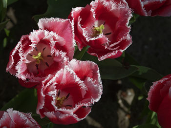 Close-up of pink roses