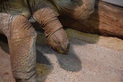 High angle view of giant tortoise relaxing on field