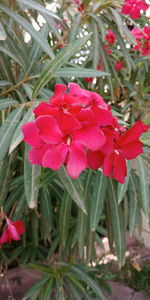 Close-up of pink flowering plant
