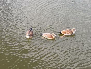 High angle view of ducks in lake