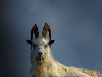 Kashmiri goat