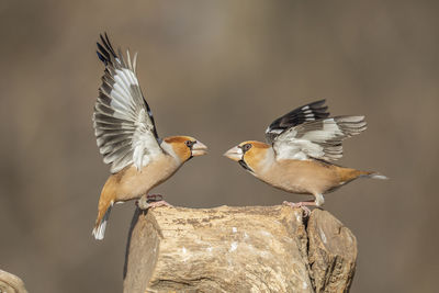 Close-up of birds flying