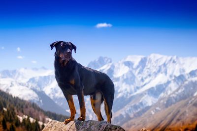 Dog on rocks against snowcapped mountains