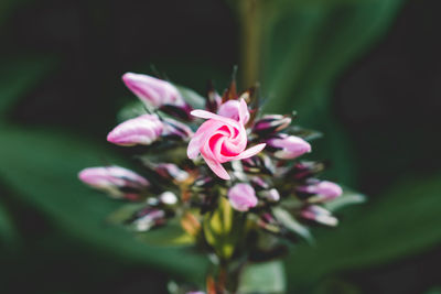 Close-up of pink flower