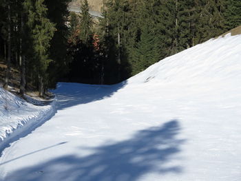 Snow covered land and trees