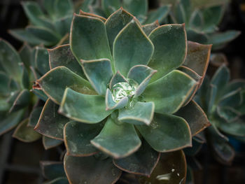 High angle view of succulent plant