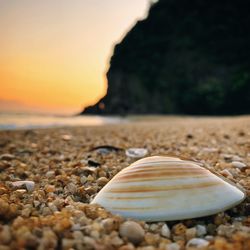 Close-up of shell on beach