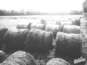 Hay bales on field