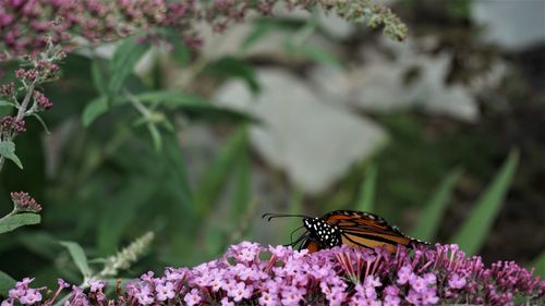 Close-up of butterfly pollinating on purple flower