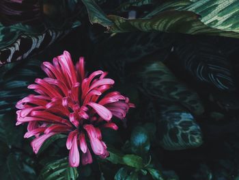 Close-up of pink flower