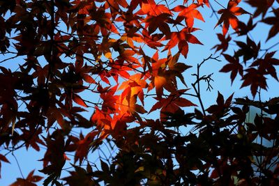 Low angle view of tree