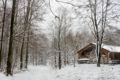 Bare trees on snow covered landscape