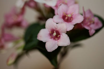 Close-up of pink cherry blossoms