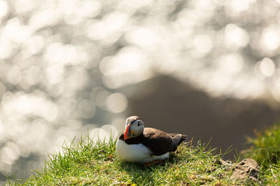 Close-up of puffin on cliff