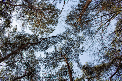 Low angle view of trees against sky