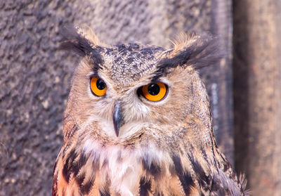 Close-up portrait of a bird