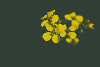 Close-up of yellow flowers over black background